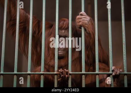 Portrait of sad and desperate monkey behind cage bars in Zoo Stock