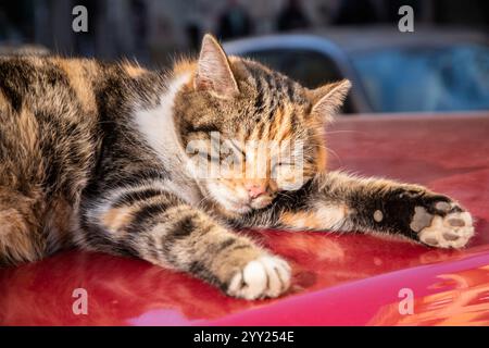 Cute tricolor street cat sleeping on red car roof closeup Stock Photo
