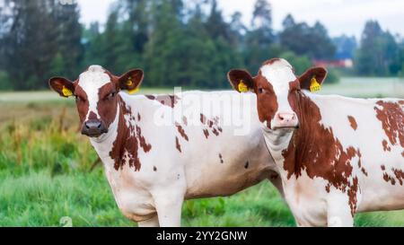 Two brown and white dairy cows with ear tags standing on lush green grass in a rural pasture. A soft-focus forest and meadow can be seen in the backgr Stock Photo