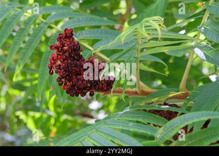 Rhus typhina in gardening. Tropical tree is blooming. Cottage garden. Stag horn sumac. Stock Photo