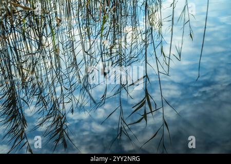 Reeds and blue sky reflected in the water of a pond Stock Photo