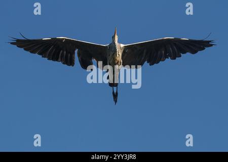 A grey heron (Ardea cinerea) flying. Kanagawa, Japan. Stock Photo