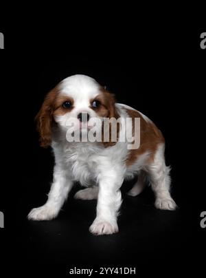 young cavalier king charles in front of black background Stock Photo