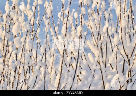 Graphics in tangle of bush branches with snow stuck to them. Stock Photo