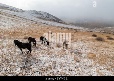 Horses grazing peacefully on a snow-covered meadow during a gray overcast day in a vast landscape. Stock Photo