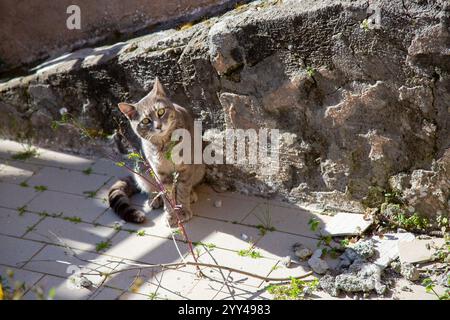 A small cat rests peacefully on a brick sidewalk by a stone wall Stock Photo
