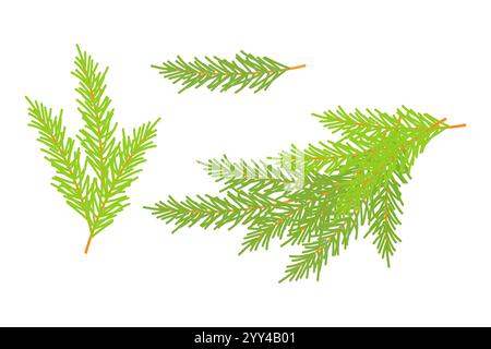 Fir branches, coniferous green twigs, elements of Christmas New Year design, isolated on white background. Vector illustration Stock Vector