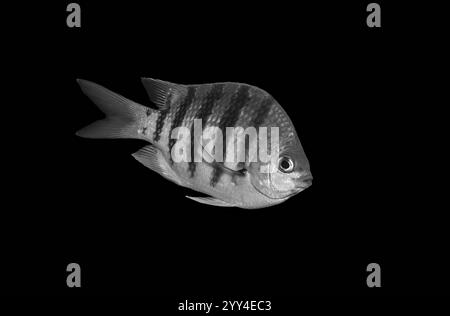 A black and white fish with distinct vertical stripes swims elegantly against a black background Its detailed scales and fins create a captivating, mi Stock Photo