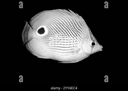 A detailed, high-contrast image of a black and white fish, showcasing its unique patterns and textures against a solid dark background, highlighting i Stock Photo