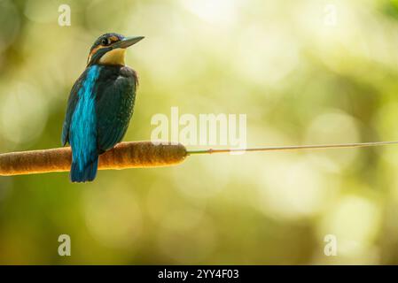A vibrant kingfisher bird perches gracefully on a branch, showcasing its iridescent blue and orange feathers The soft bokeh in the background highligh Stock Photo