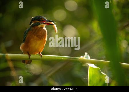 A vibrant kingfisher perches on a bamboo branch, holding a freshly caught fish in its beak The blurred green background enhances its striking colors i Stock Photo