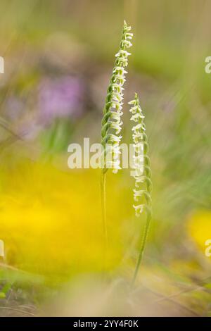 Close-up of two spiral orchids with white blooms in a dreamy, soft-focus meadow. The blurred background features hues of green and yellow, creating a Stock Photo