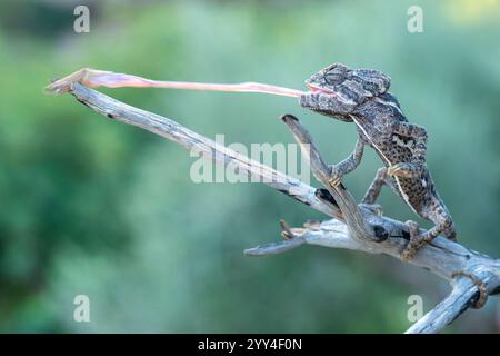 A chameleon skillfully extends its long tongue to capture prey while perched on a branch The image captures the moment of action against a blurry gree Stock Photo