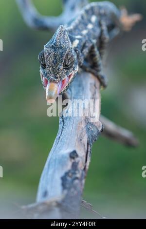 A chameleon with textured skin sits on a branch, its tongue extended, against a blurred natural background The image captures its unique features and Stock Photo