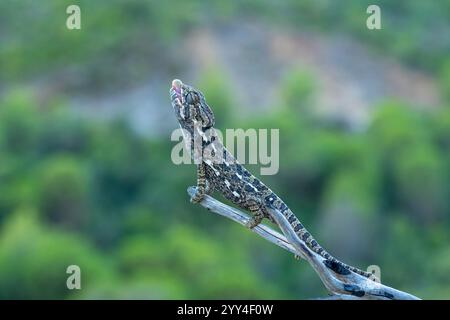 A chameleon with an open mouth sits perched on a branch, blending into its natural habitat Its textured skin and the blurred green background highligh Stock Photo