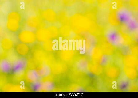 Abstract bokeh background of wild orchids in Andalusia, with a dreamy, soft-focus effect and glowing yellow and purple tones. Stock Photo