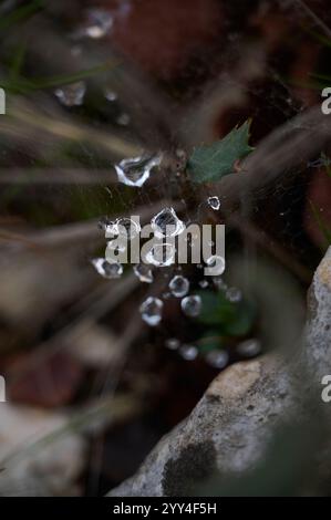 Close-up of dew-covered spiderweb nestled among forest foliage The delicate droplets glisten, capturing the calm beauty of an autumn morning in nature Stock Photo