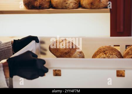 A pair of gloved hands handle freshly baked artisan bread in a cozy bakery setting The image captures the warmth and texture of the bread, highlightin Stock Photo