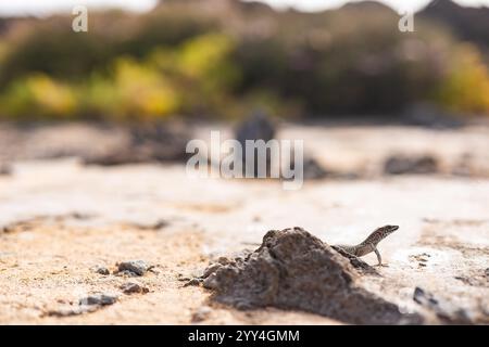A small lizard basks on rocky terrain under the sun on Lobos Island, located near Lanzarote and Fuerteventura in the Canary Islands, Spain Nature and Stock Photo