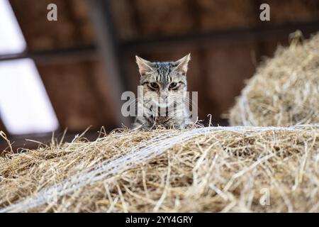 A small tabby kitten perched on a bale of hay inside a barn, offering a charming scene suitable for an outdoor class depiction. Stock Photo
