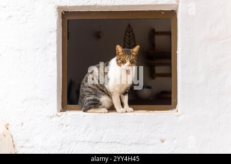A curious tabby cat with a red collar sits on a windowsill, framed by a whitewashed wall. The interior is softly blurred, adding focus to the cat's co Stock Photo