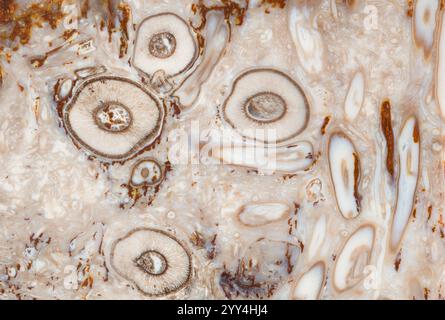 Detailed close-up of fossilized textures, showcasing intricate circular and linear patterns in earthy tones, reflecting ancient geological formations Stock Photo