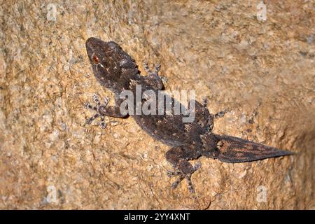 Canary wall gecko (Tarentola angustimentalis) close-up from above on brown rock Stock Photo