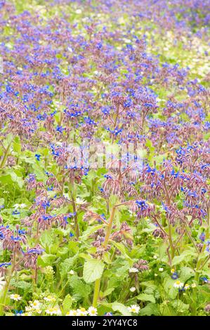 Borage (Borago officinalis) growing in the Shropshire UK countryside. July 2024 Stock Photo
