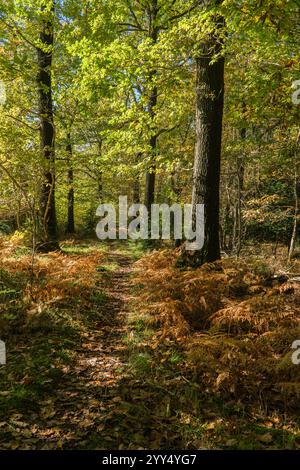 Autumnal bracken along the edge of a footpath that winds its way through Haugh Wood Herefordshire England UK. October 2024 Stock Photo