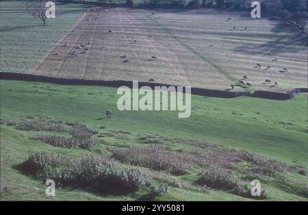 Even on a cold but sunny November hikers and fishermen find the attraction of Dovedale and the River Dove close by to the Thorpe Cloud in the Peak District near the town of Ashbourne Derbyshire an enjoyable day out. Arable farm land view from Thorpe Cloud. Stock Photo