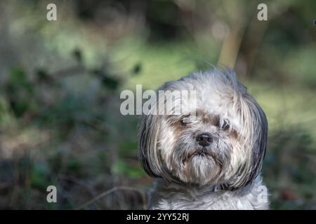 Cockapoo Stock Photo