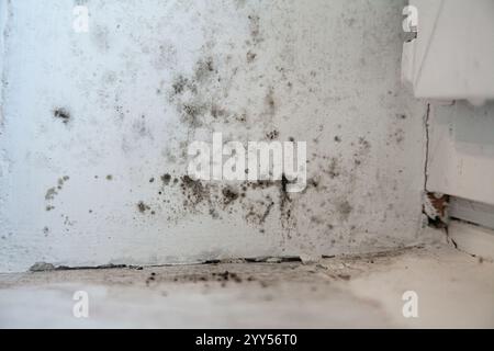 Window Mold Texture Real texture of black toxic mold on white window slope and sill Stock ...
