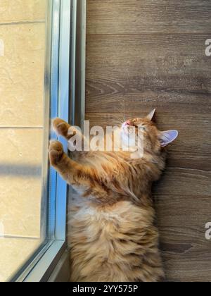 This photo captures a ginger cat lying on its back beside a glass window during a bright winter day. The natural sunlight softly illuminates the cat's Stock Photo