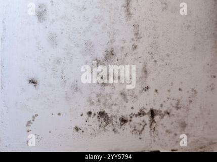 Window Mold Texture Real texture of black toxic mold on white window slope and sill Stock ...