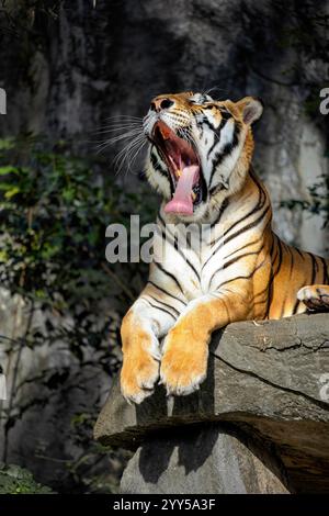 A beautiful tiger lies on a stone bed yawning with its mouth wide open and tongue curled up. Stock Photo