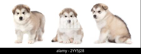 Photo collage of one month old Alaskan malamute puppies over white Stock Photo