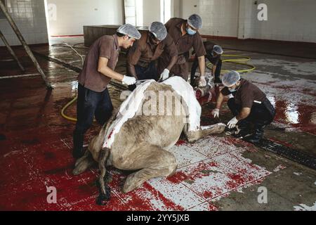 Camel slaughter (halal), Salalah slaughterhouse, Dhofar, Oman, Asia Stock Photo