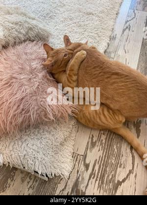 two orange cats play fighting Stock Photo