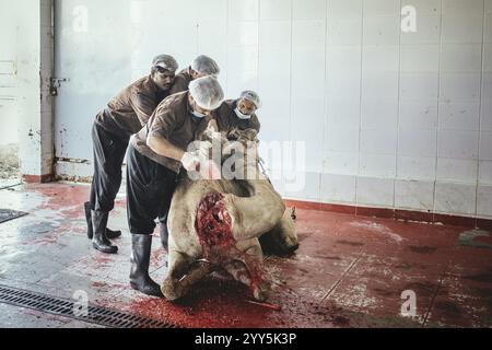 Camel slaughter (halal), Salalah slaughterhouse, Dhofar, Oman, Asia Stock Photo