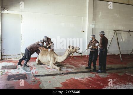 Camel slaughter (halal), Salalah slaughterhouse, Dhofar, Oman, Asia Stock Photo