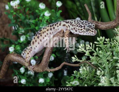 The leopard gecko (Eublepharis macularius) resting on a branch in the forest Stock Photo