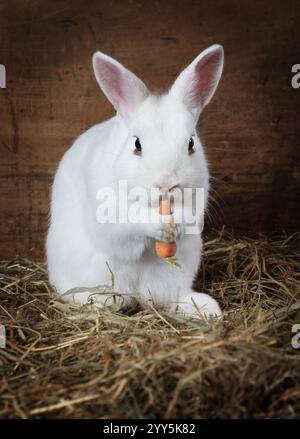 The white rabbit eats a carrot. Fluffy pygmy bunny with a carrot on a ...