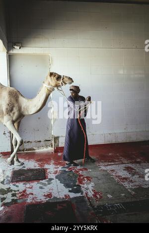 Camel slaughter (halal), Salalah slaughterhouse, Dhofar, Oman, Asia Stock Photo