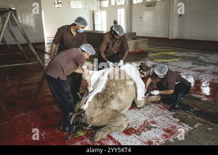 Camel slaughter (halal), Salalah slaughterhouse, Dhofar, Oman, Asia Stock Photo