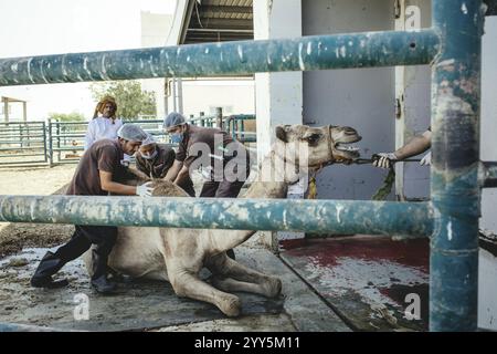 Camel slaughter (halal), Salalah slaughterhouse, Dhofar, Oman, Asia Stock Photo