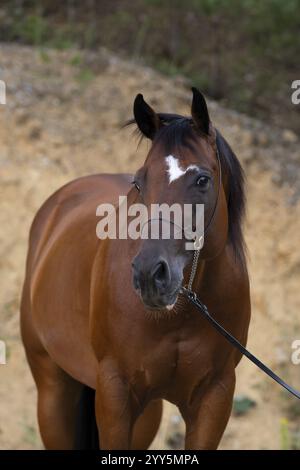 Quarter Horse gelding on halter in portrait, Austria, Europe Stock Photo