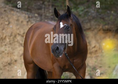 Quarter Horse gelding on halter in portrait, Austria, Europe Stock Photo