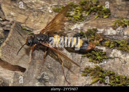 Giant wood wasp with open wings sitting on tree trunk looking left Stock Photo