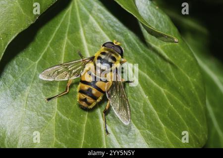 Death's-head hoverfly sitting on a green leaf, looking diagonally to the right from behind Stock Photo