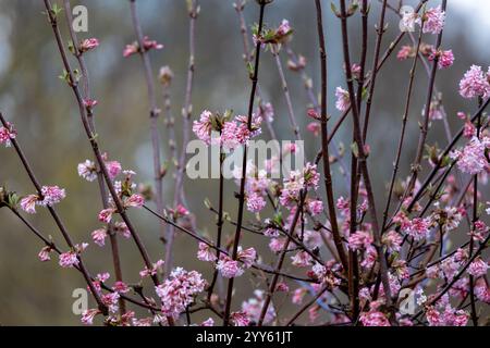 Winter snowball (Viburnum bodnantense Dawn) Stock Photo